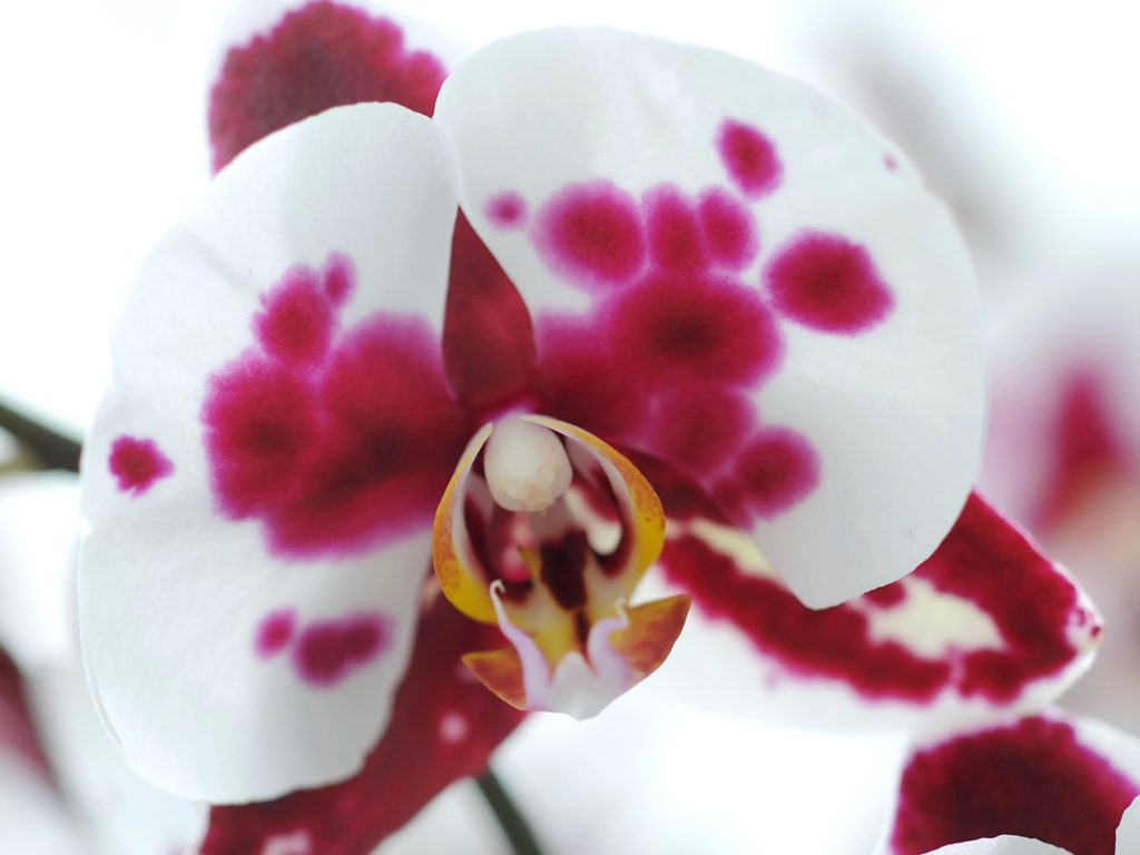 orchidea